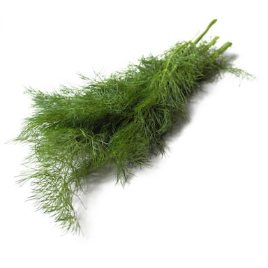 Plant Green Fennel