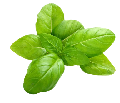 Plant Genovese Basil