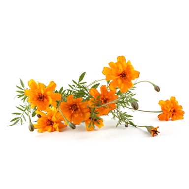 Plant Mexican Marigold