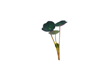 Plant Nasturtium