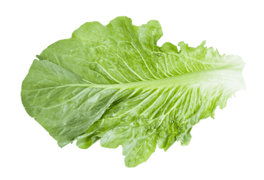 Plant Lettuce Lobjoits Green Cos