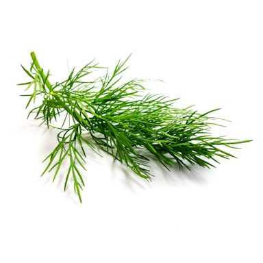 Plant Dill