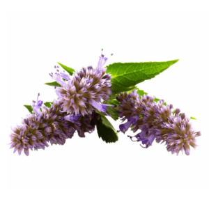 Anise Hyssop