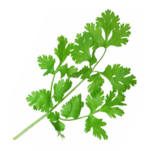 Cilantro
