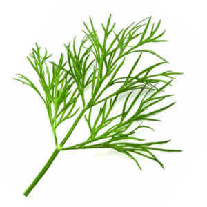 Dill