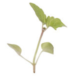 Lemon Balm