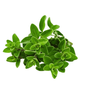 Marjoram