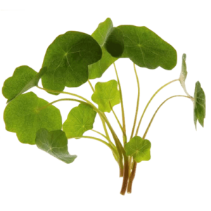 Nasturtium