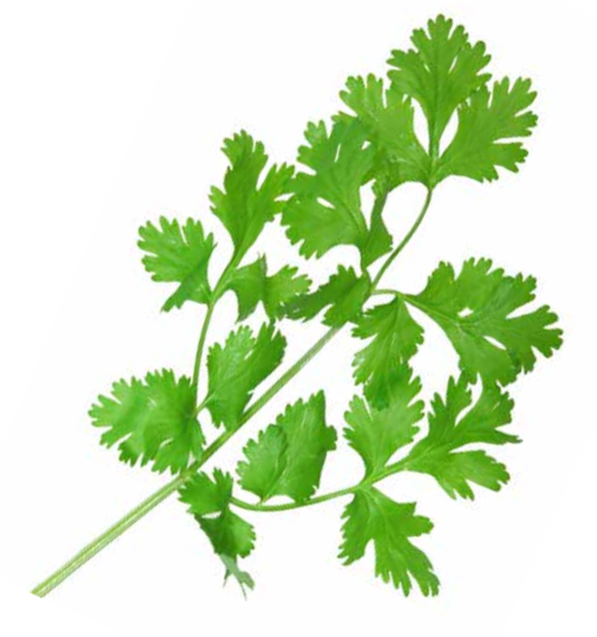 Cilantro CityCrop