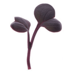 Red Rioja Radish