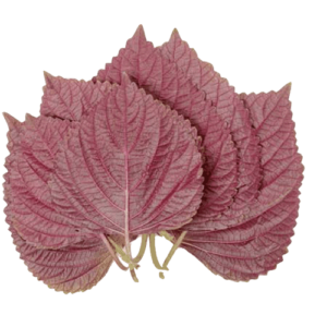 Red Shiso