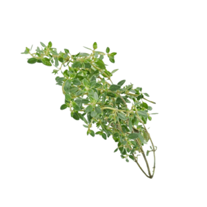 Thyme